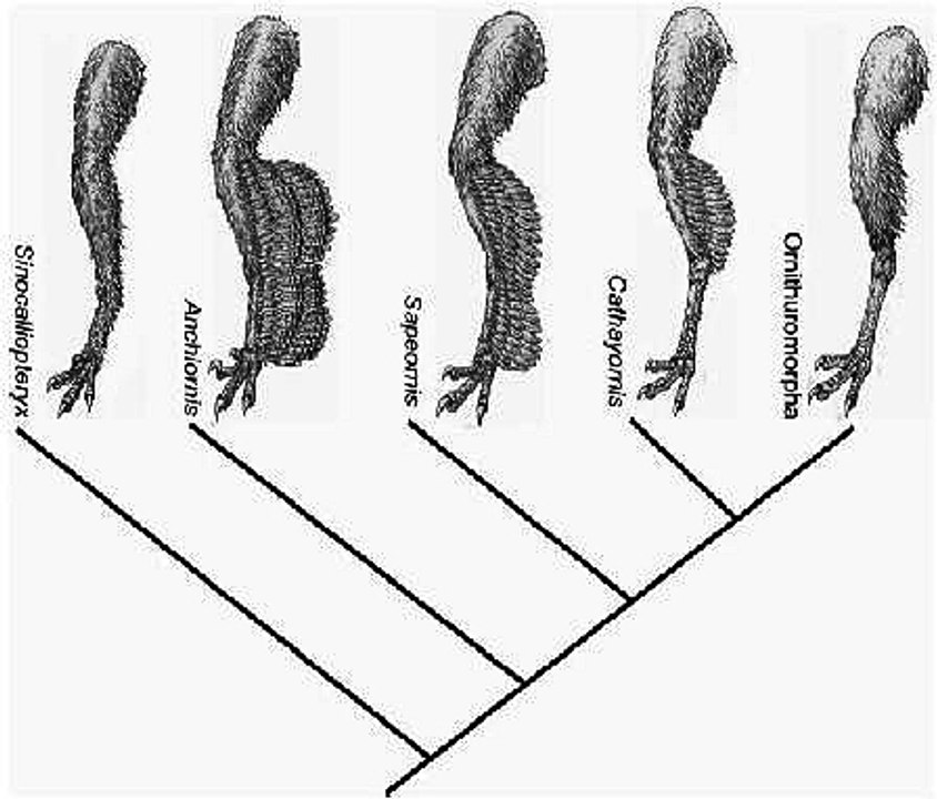 Winged Flight Evolution