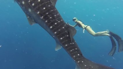 Download Video: Une jolie demoiselle nage avec des requins baleines dans les Philippines