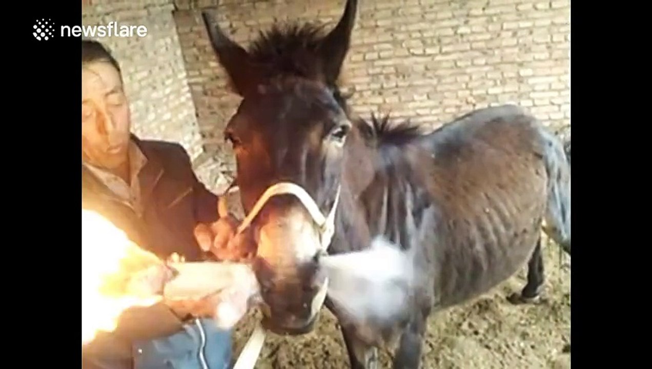 Man claims his donkey likes smoking - PLN