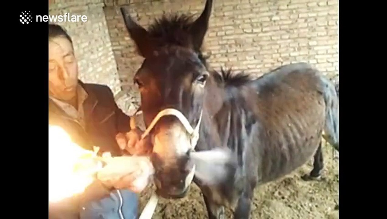 smoker donkey