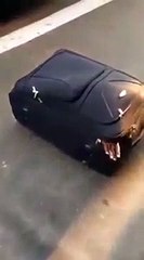 Les douaniers découvrent un homme dans une valise !