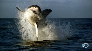 Amazing Shark Breaches Caught on Video