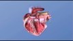 Sëmundjet e zemrës - Hipertensioni dhe infarkti më të përhapura