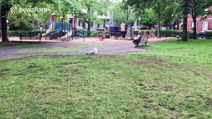 Hungry squirrel carries full pitta bread up tree