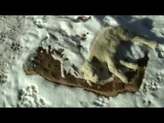 I ftohti ekstrem përfshinë Perunë, dëbora mbulon 15 krahina - Top Channel Albania - News - Lajme