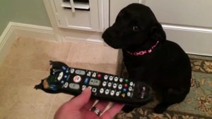 Ce que fait ce chien, quand sa maîtresse lui montre la télécommande Mastiquée est trop mignon !