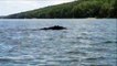 Faire du Canoë Kayak à côté d'un ours qui nage dans un lac