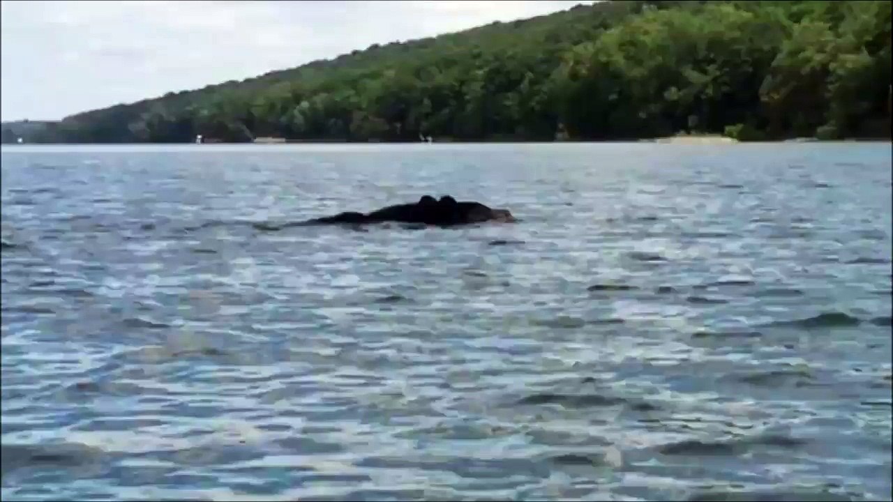 Faire du Canoë Kayak à côté d'un ours qui nage dans un lac