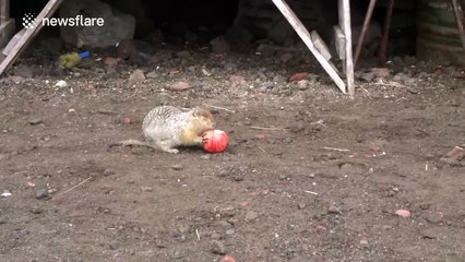 Two ground squirrels fight over one apple