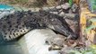 Mira como este cocodrilo devoró a una tortuga por falta de alimentación