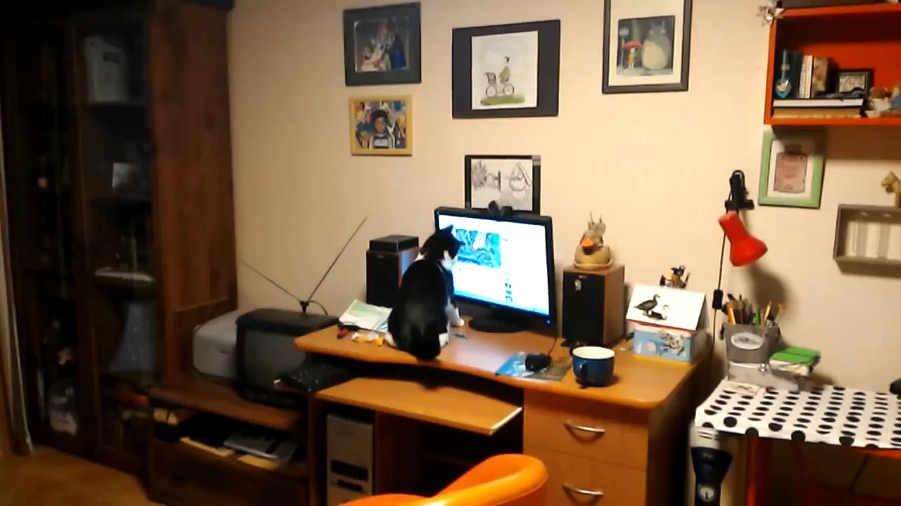 Cat használ PC Monitor