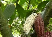 Innovadora propuesta cacaotera en el cantón Milagro, provincia del Guayas