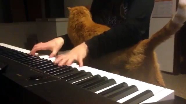 Немузыкальный кот. Смешные приколы кошки