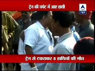 Six elephants run over by speeding train in Odisha