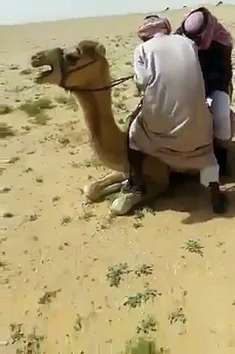 funny arabian video-an arabian playing with camel