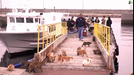 Cat island in Japan [funny cat compilation 2016]