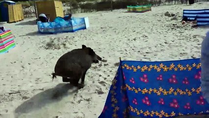 Sur une plage un sanglier surgit de l'eau !