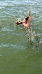 Baby Deer Saved in the Middle of Lake Buchanan