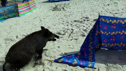 Un sanglier attaque les touristes allongés sur une plage. Mais regardez d'ou il vient!