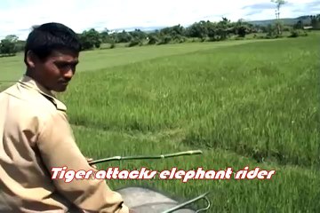 Greatest Tiger Attacks Ever Caught On Camera