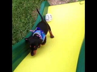 Mini Dachshund Fails to Climb Slide