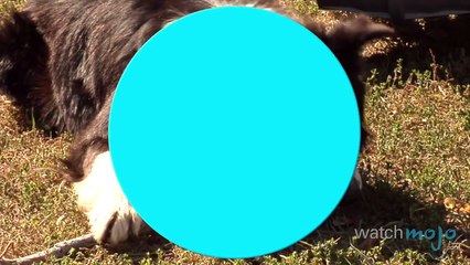 Top 5 Facts About Dogs