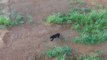 Drone Captures Rare Black Bear Sighting in Corydon, Indiana