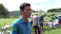 Mô hình trồng cỏ ở Hóc Môn - Thành Phố Hôm Nay [HTV9 – 20.07.2016]