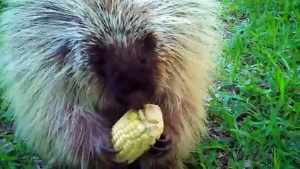 La Donna Dà Una Pannocchia Al Porcospino: Quando Gli Chiede Di Averne Un Pezzo, Lui Le Risponde Così