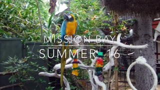 Mission Bay Summer 2016 Milan Mirabella