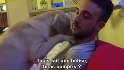 Un chien qui demande pardon a son maître