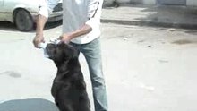 Tchik pitbull