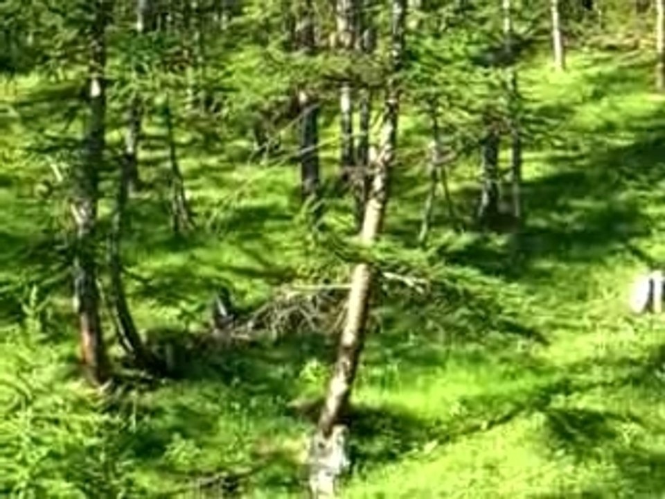Queyras Prapremier chevreuil
