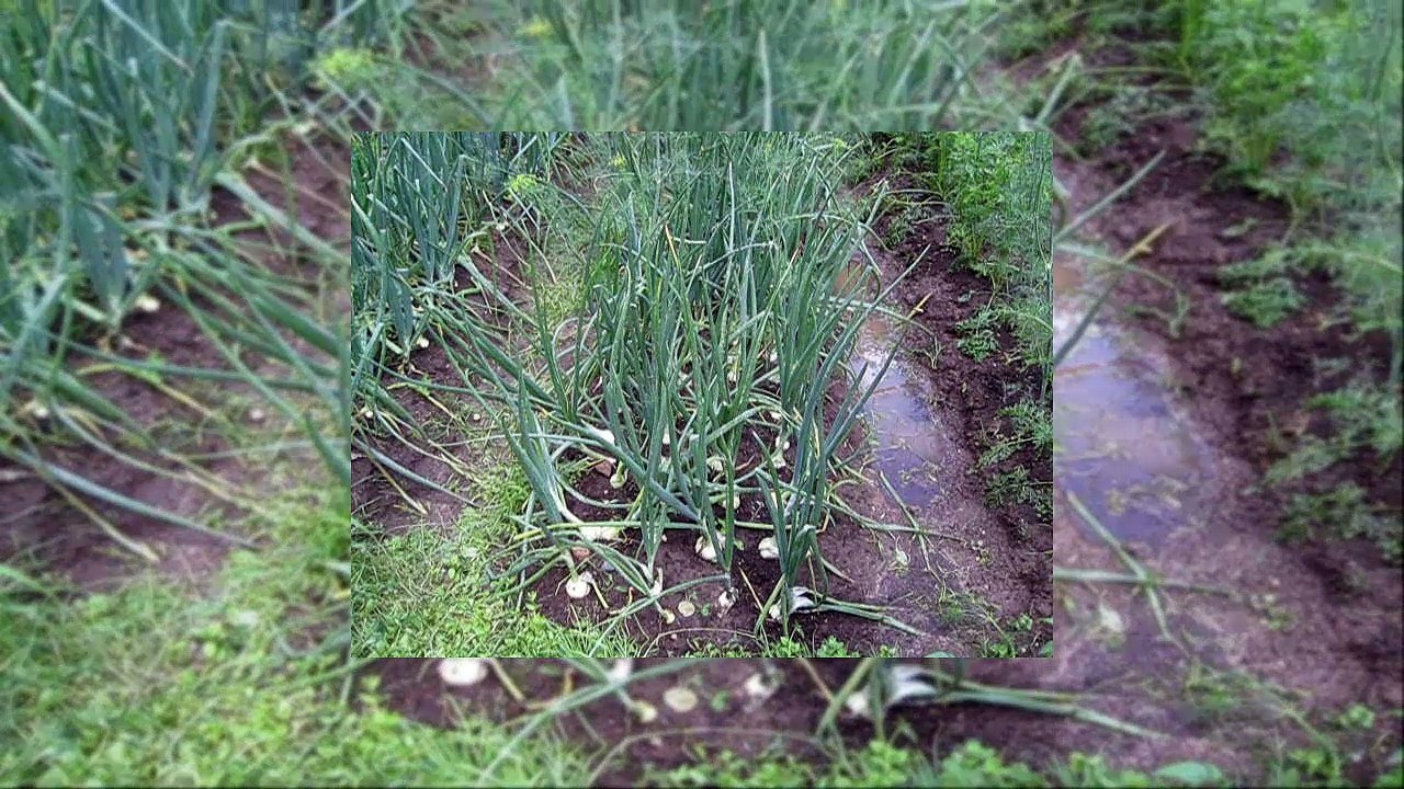 Выращивание лука