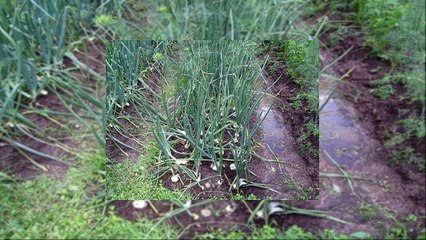 Выращивание лука