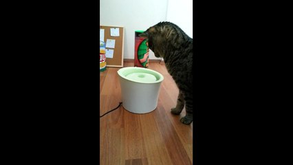 My Cat's Reaction to the Hagen Catit Automatic Drinking Fountain