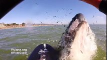Adrénaline - Surf : Une baleine saute sur une femme en paddle
