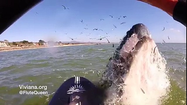 Adrénaline - Surf : Une baleine saute sur une femme en paddle