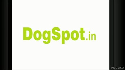 Dog Boarding San Diego