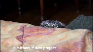 FUNNY CAT VIDEOS PART 5