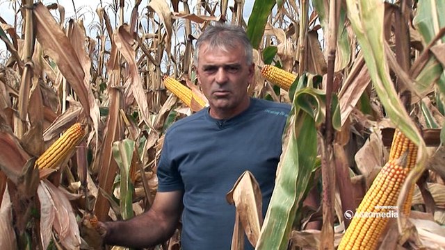 Hibridi kukuruza Šumadinac, Delija i Bećar - rodni, kvalitetni i omiljeni stoci 450