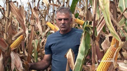 Hibridi kukuruza Šumadinac, Delija i Bećar - rodni, kvalitetni i omiljeni stoci 450