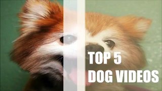 TOP 5 DOG VIDEOS #7