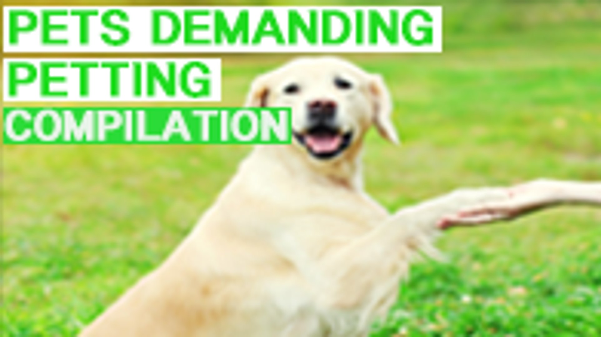 ⁣PETS DEMAND PETTING COMPILATION