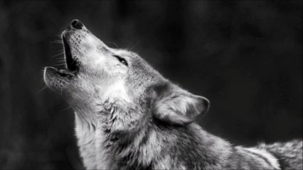 Dog Howls Sound Effect