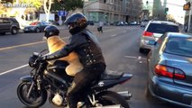 Funny Dogs Riding On Motorcycles Compilation 2014 [NEW].