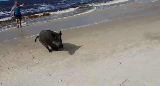 Un sanglier sort de l'eau pour attaquer des vacanciers (Pologne)