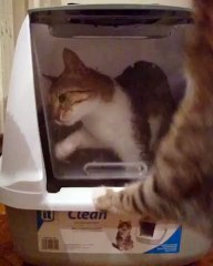 Kitten helps free sister from tricky new litter box