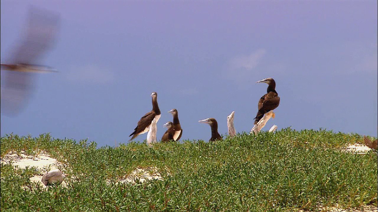 WMP11-Wildlife