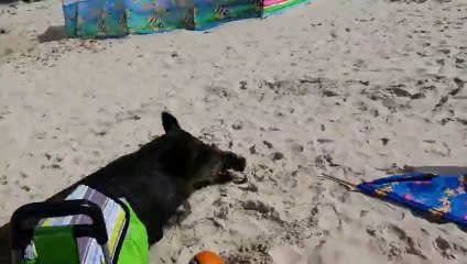 Un sanglier sème la panique sur les plages !